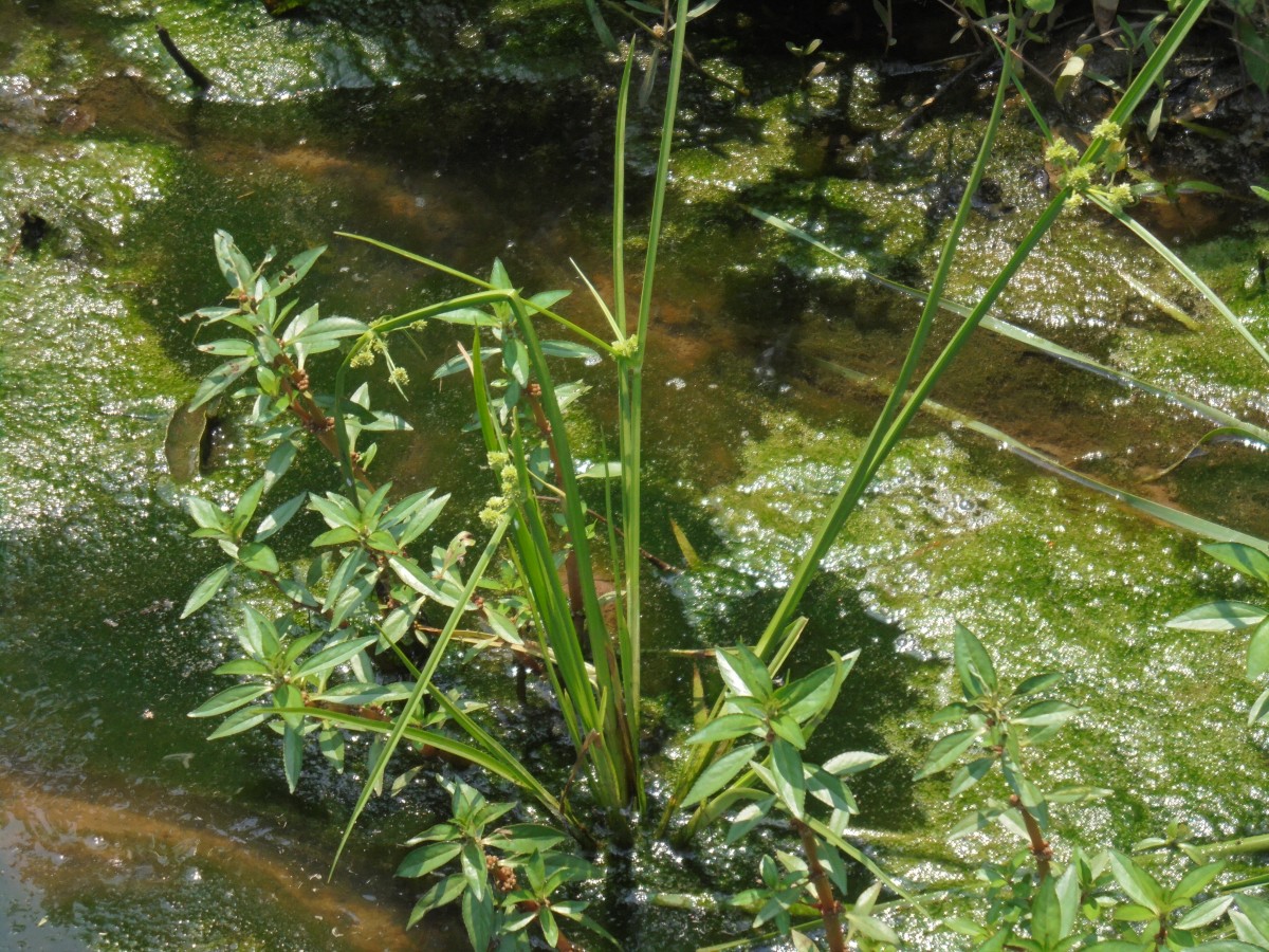 Bergia capensis L.